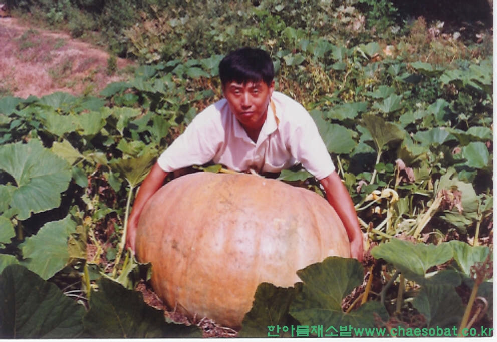 고향나루 이미지
